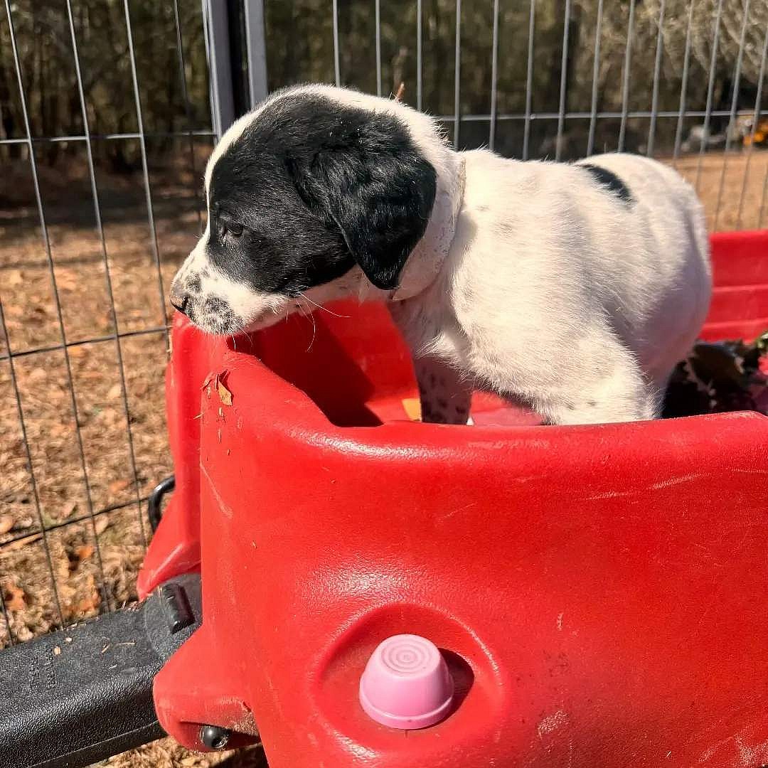 ELLIOTT up for Adoption