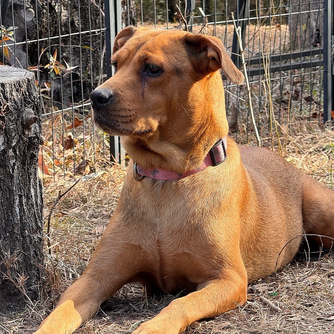 GRACELYN up for Adoption