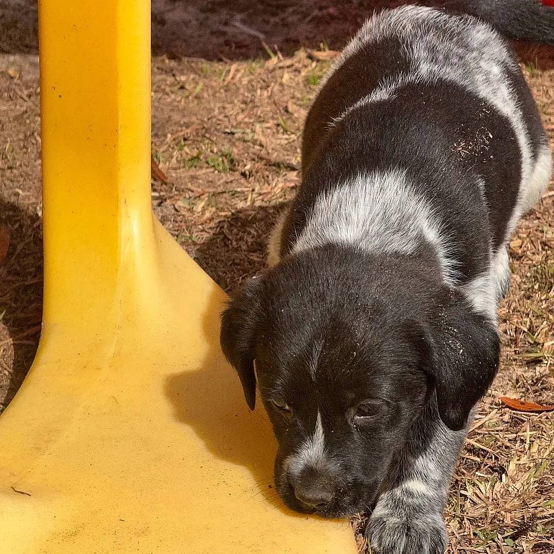 EMERSON up for Adoption