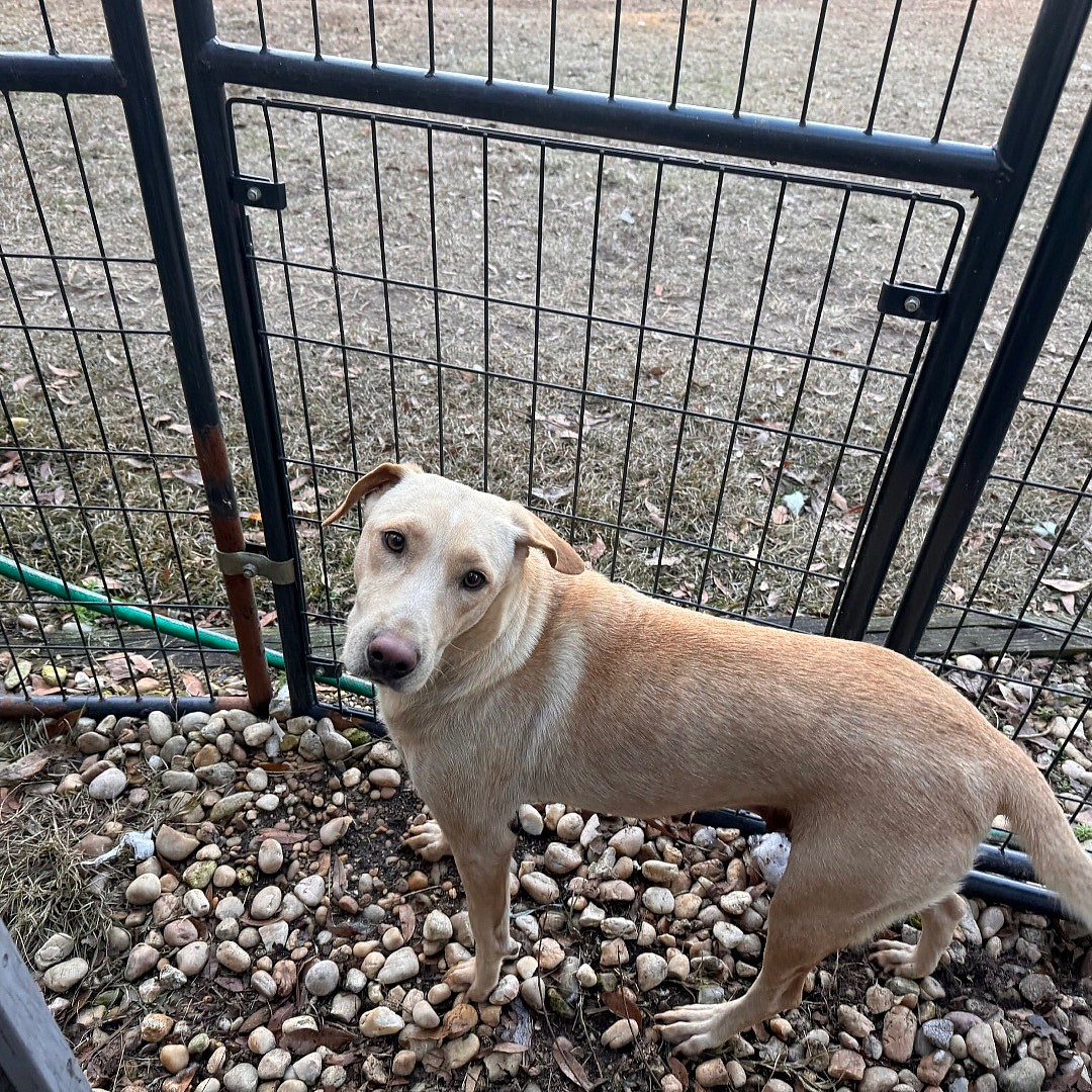 CLOVER up for Adoption