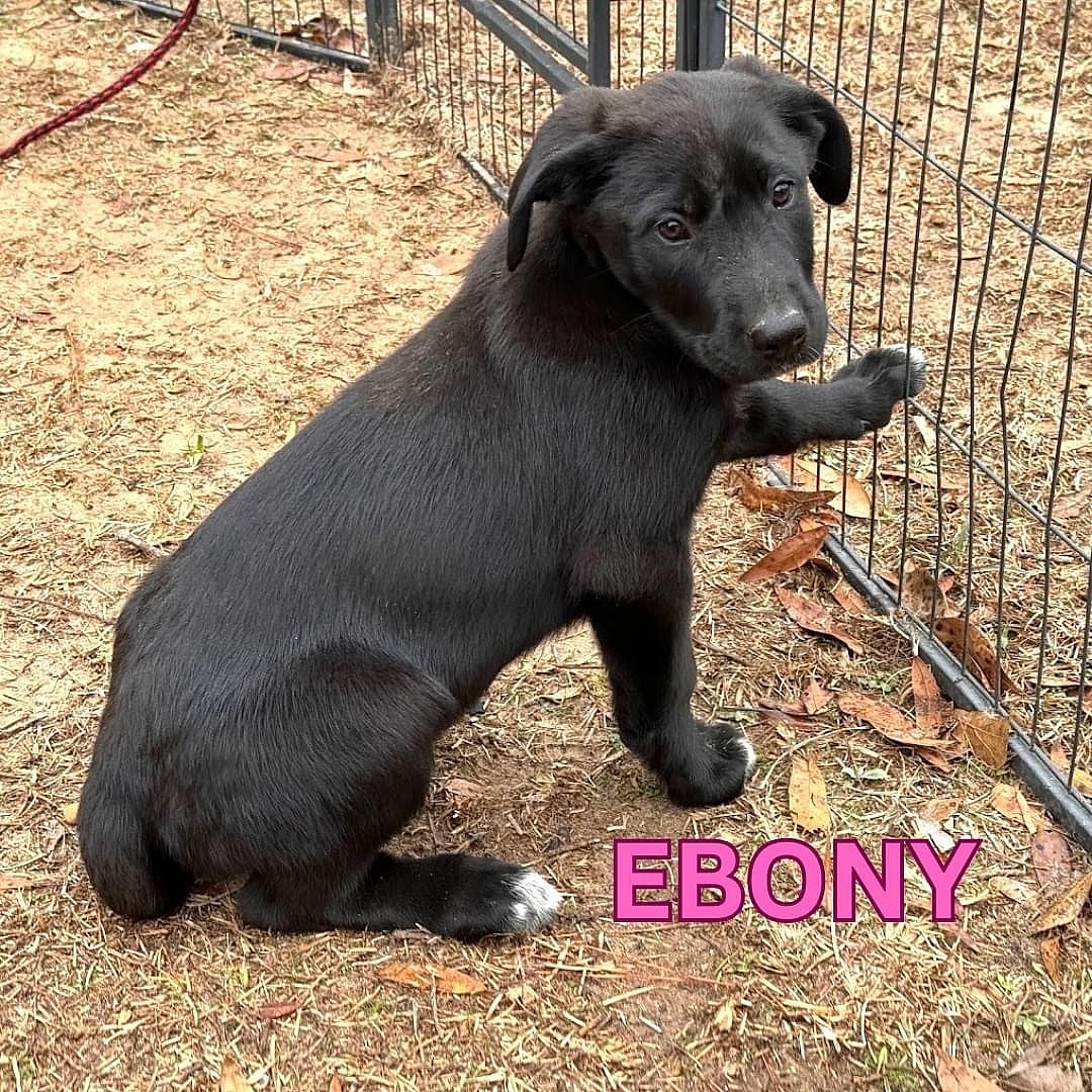 EBONY up for Adoption