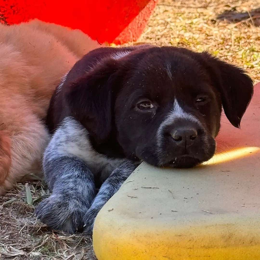 EMERSON up for Adoption