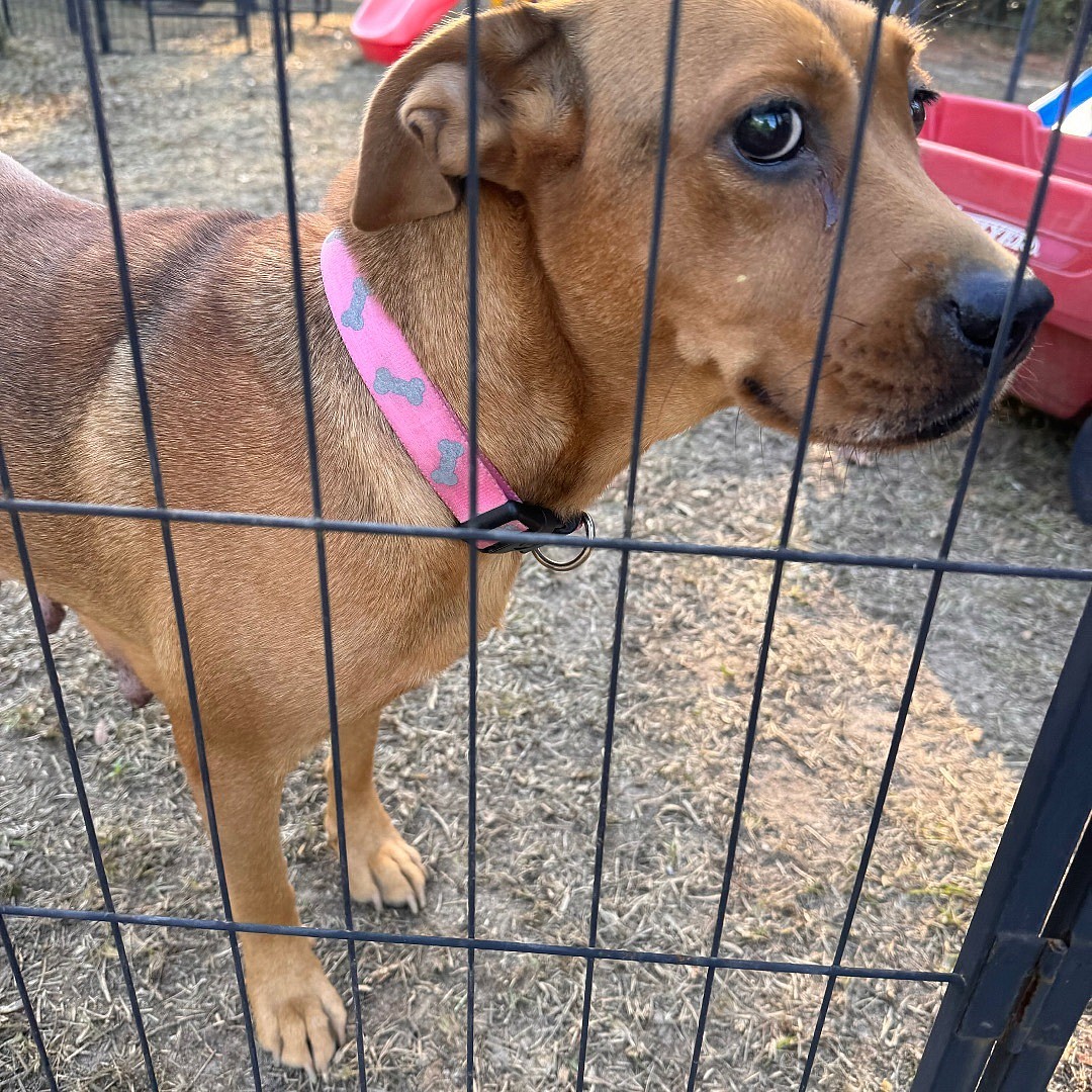 GRACELYN up for Adoption