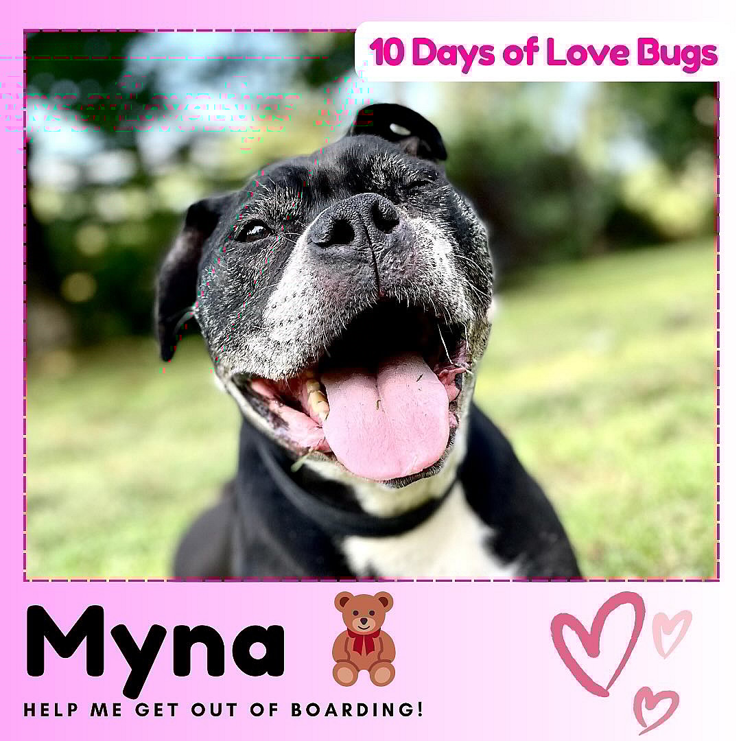 Myna: After a Decade in Shelter, Rescuers Plead to Find Senior Boxer Dog a True Home