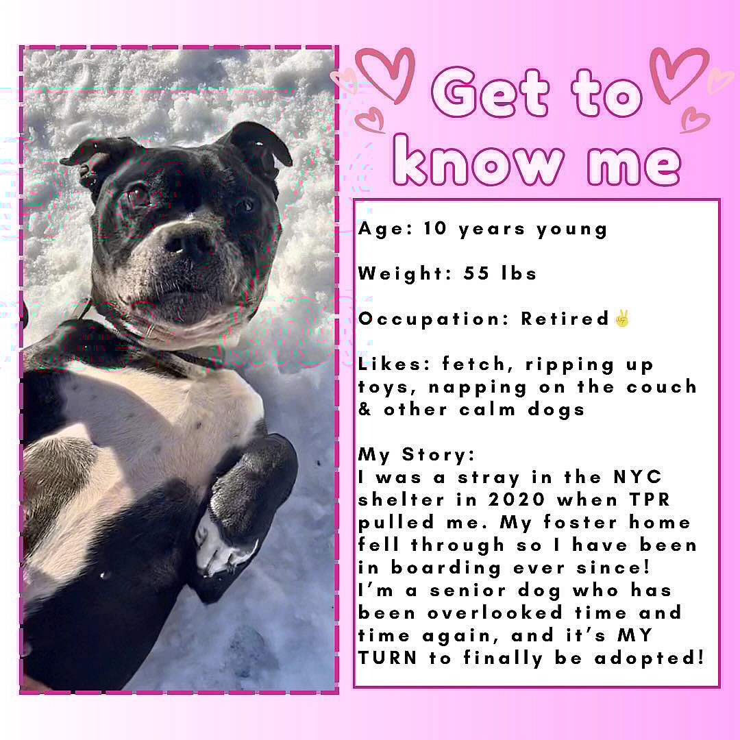 Myna: After a Decade in Shelter, Rescuers Plead to Find Senior Boxer Dog a True Home