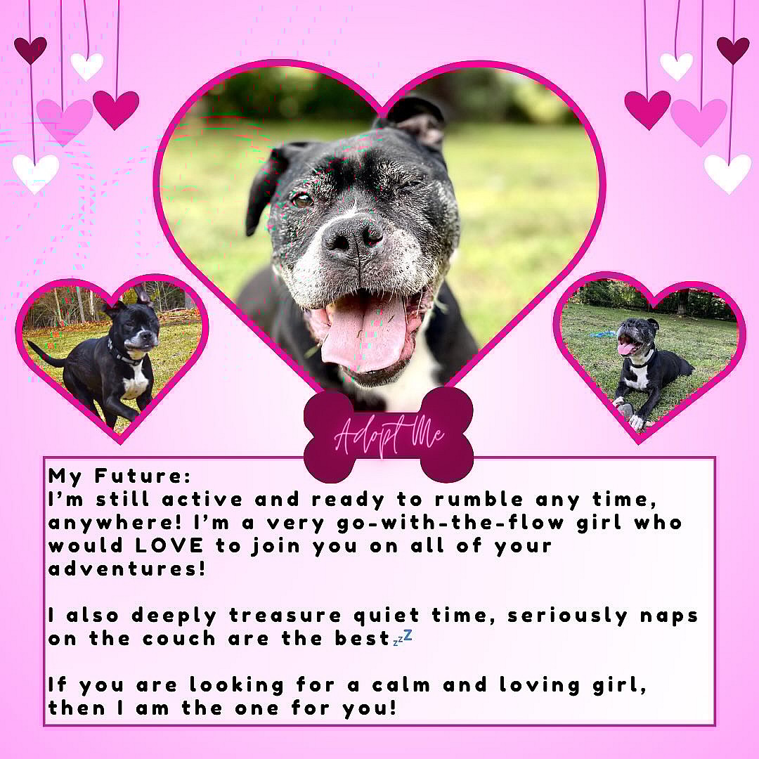 Myna: After a Decade in Shelter, Rescuers Plead to Find Senior Boxer Dog a True Home