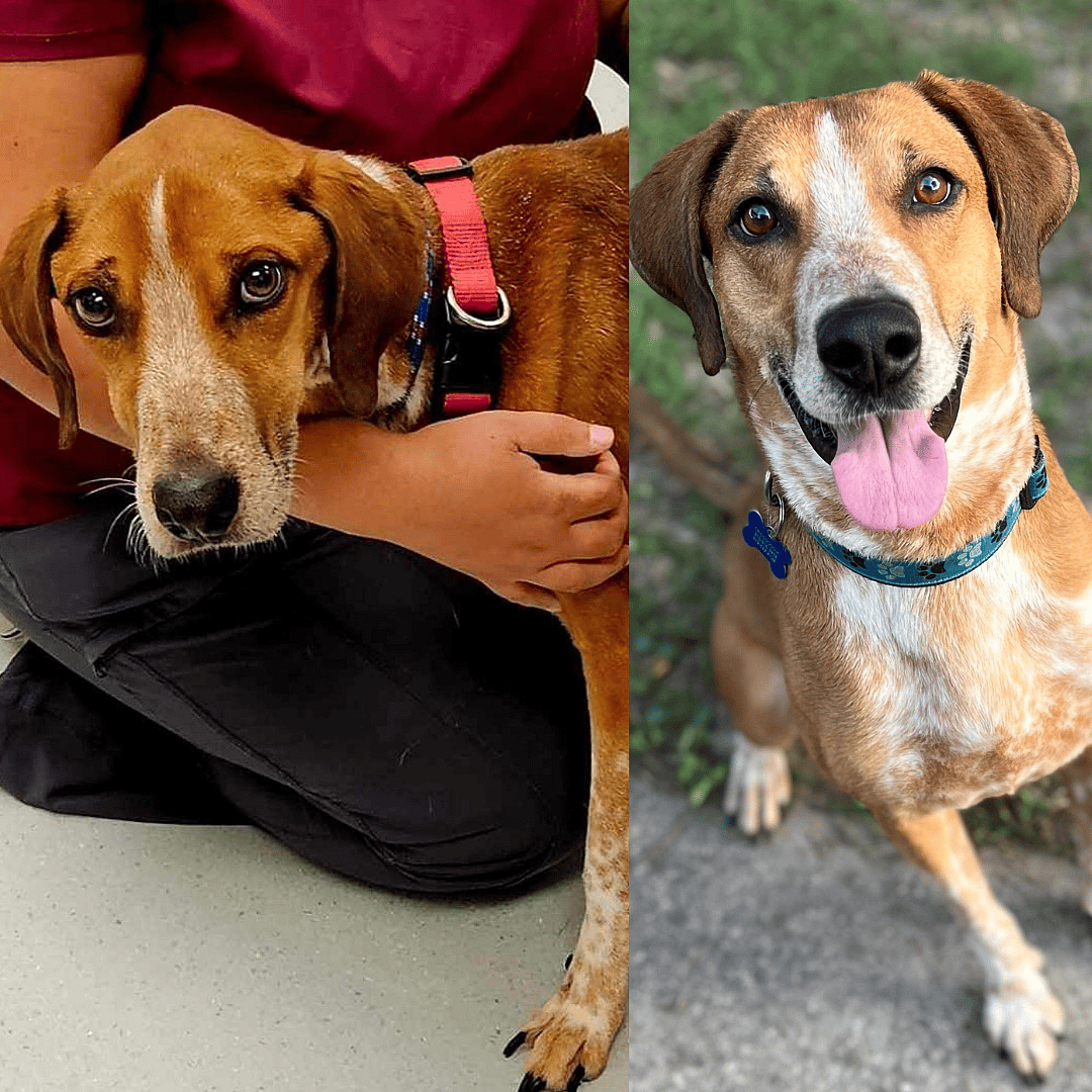 Copper is in desperate need of a new foster or an adopter