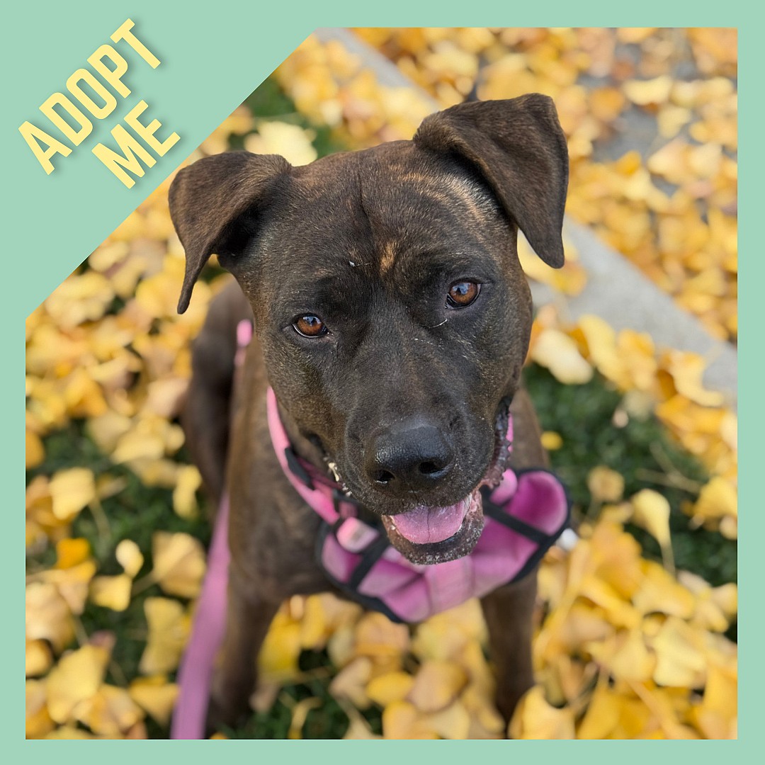 Gemma- The Cuddle Machine