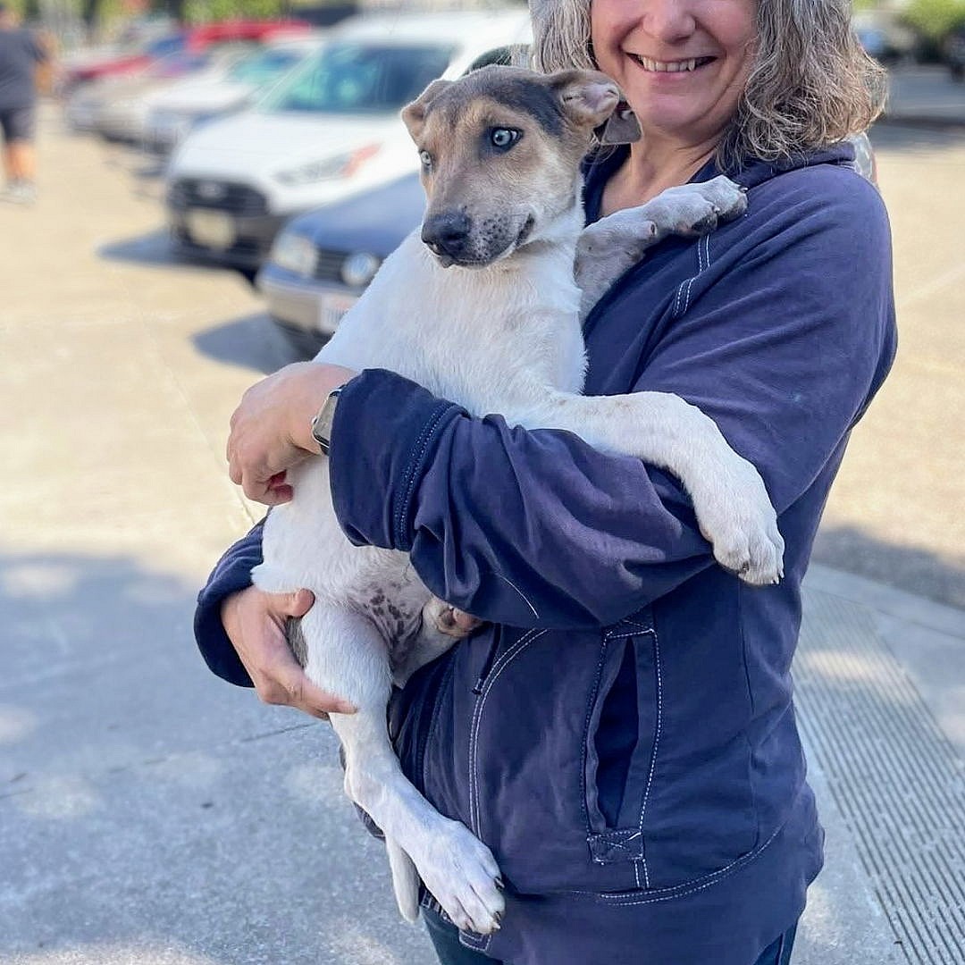 Shamrock - German Shepherd Dog