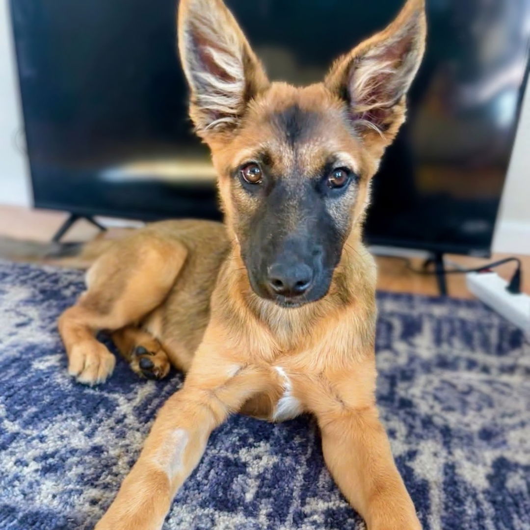 Twyla - German Shepherd Dog