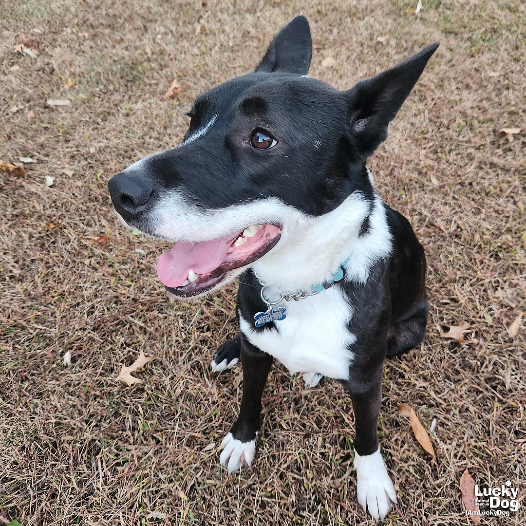 Lucy - Border Collie