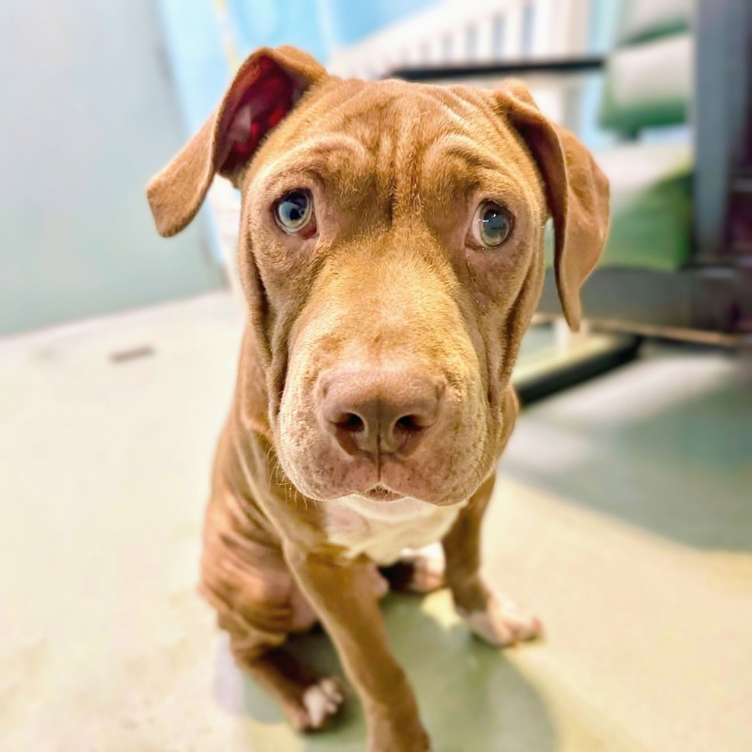 Yam - Pit Bull Terrier