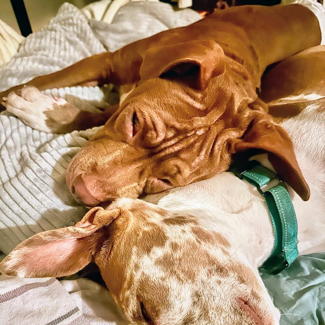 Yam - Pit Bull Terrier