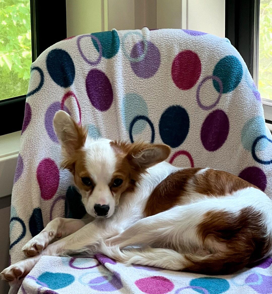 Minnie Pearl - Cavalier King Charles Spaniel