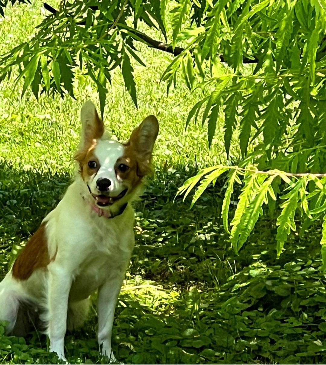 Minnie Pearl - Cavalier King Charles Spaniel