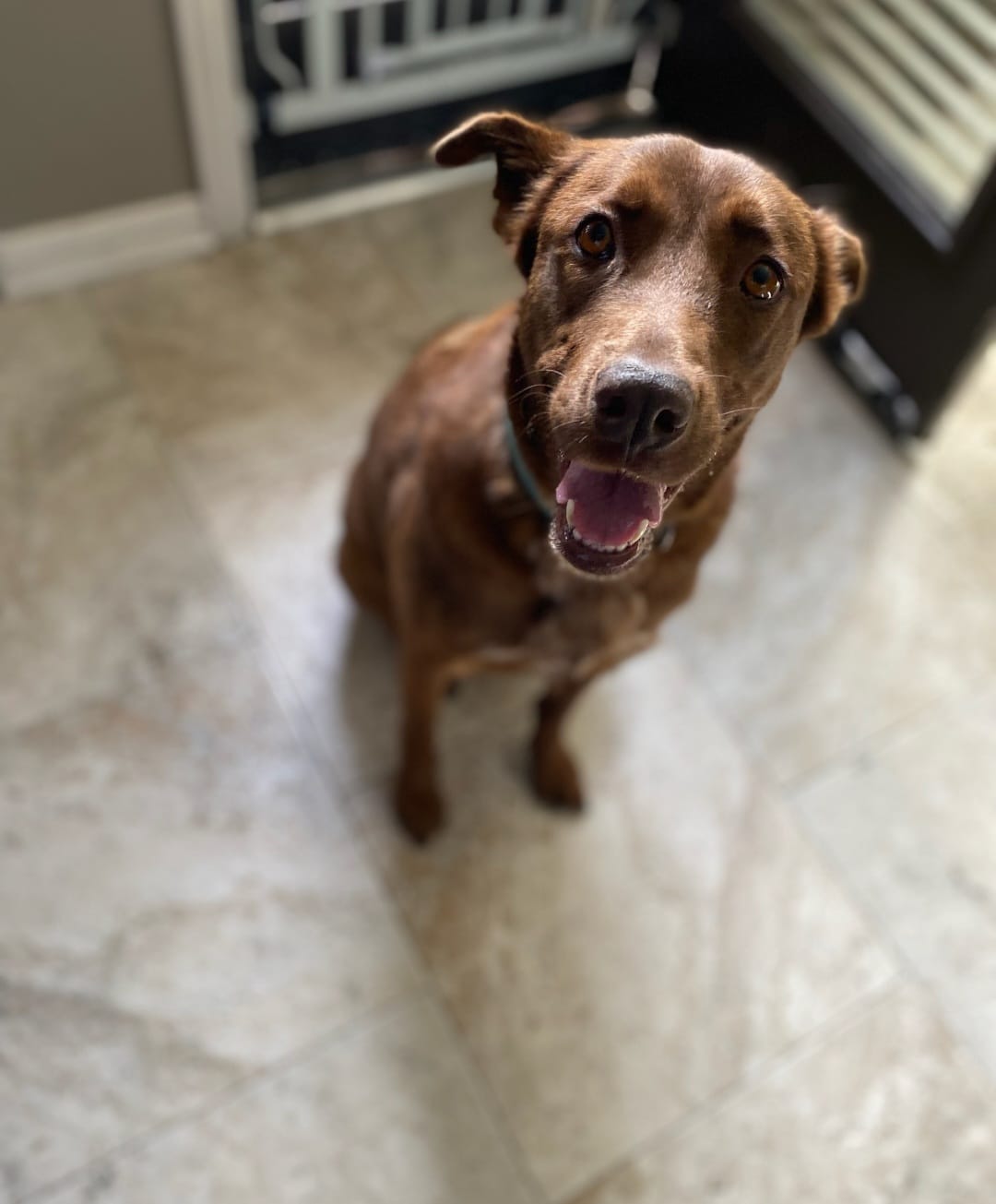 Ginger up for Adoption