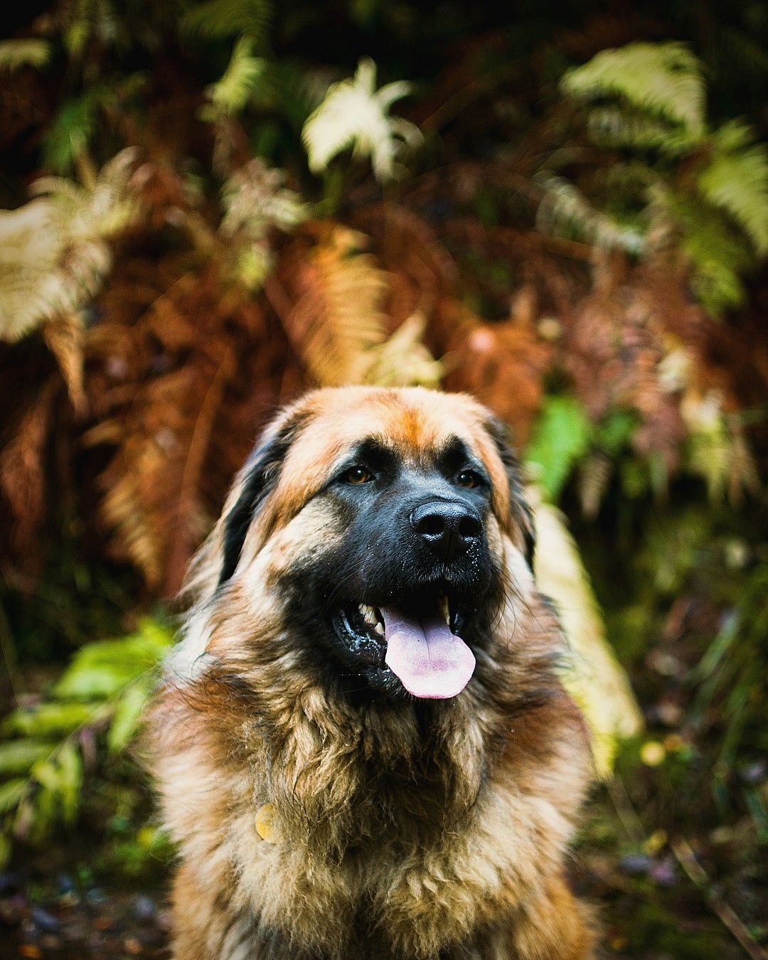 Estrela Mountain Dog