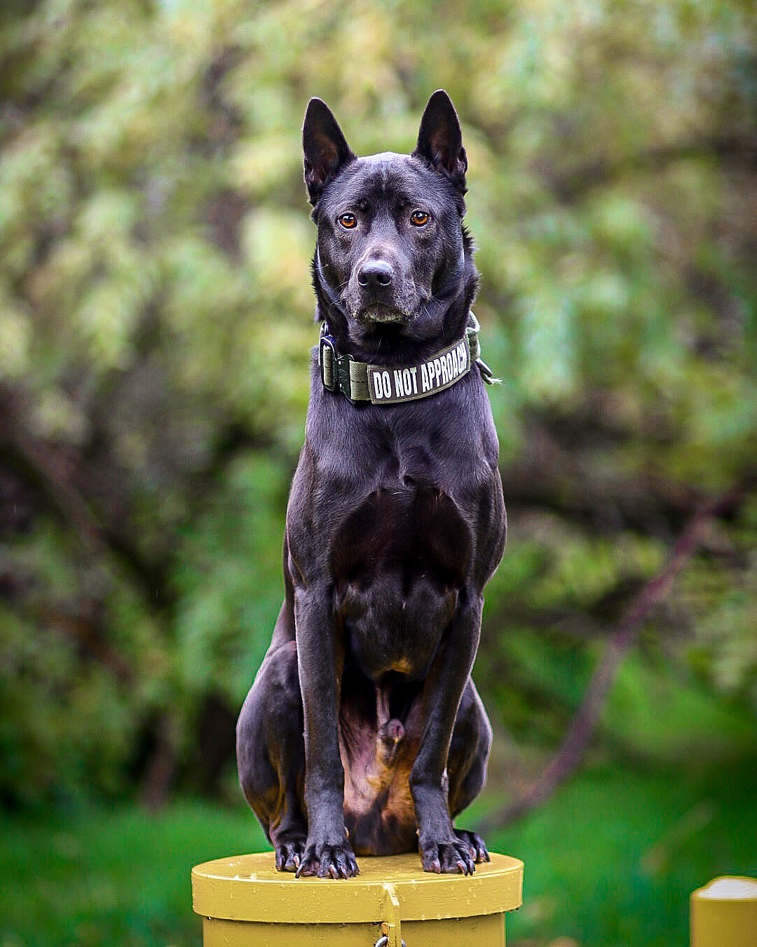 Thai Ridgeback