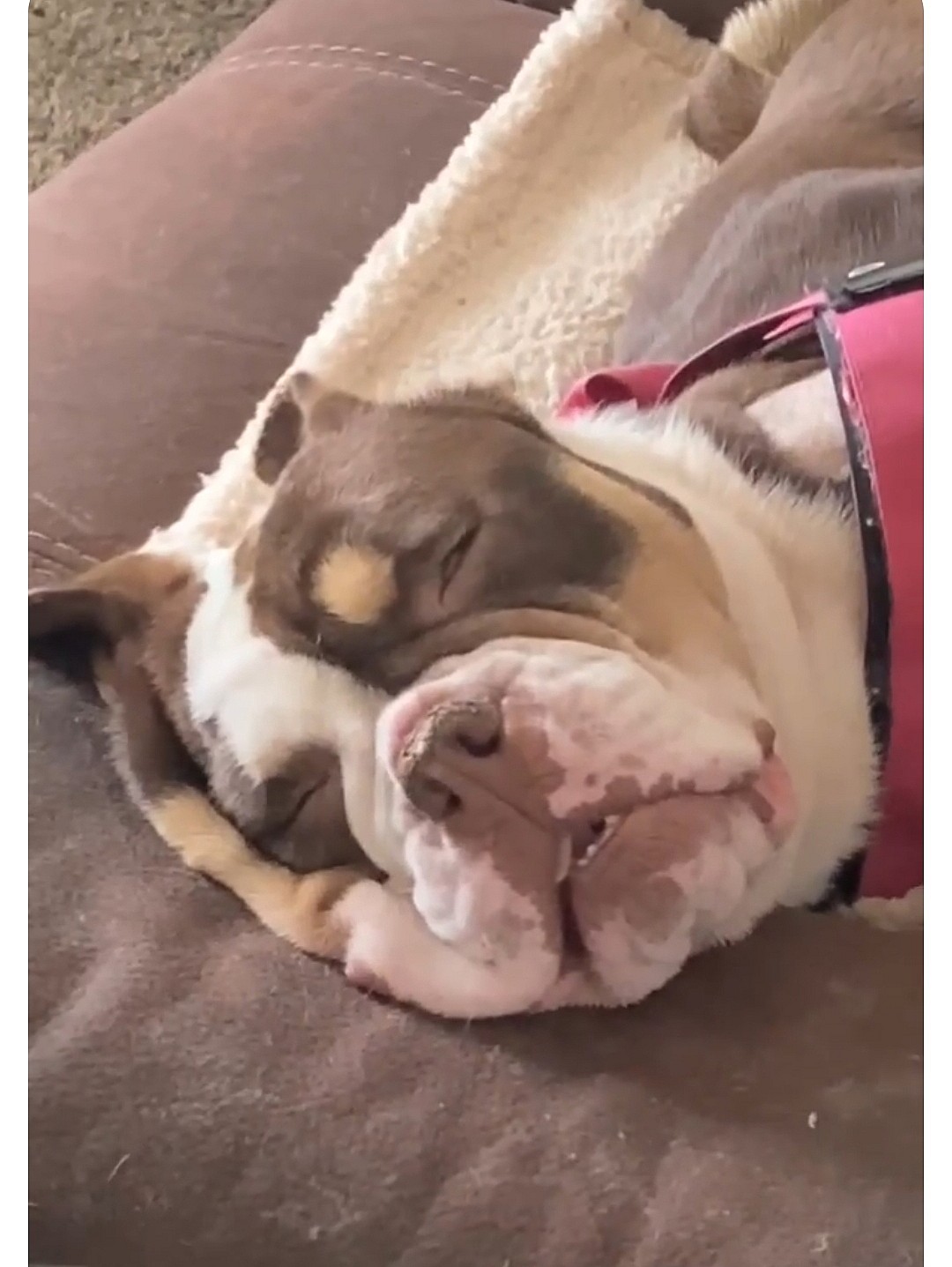 Daisy Hope up for Adoption