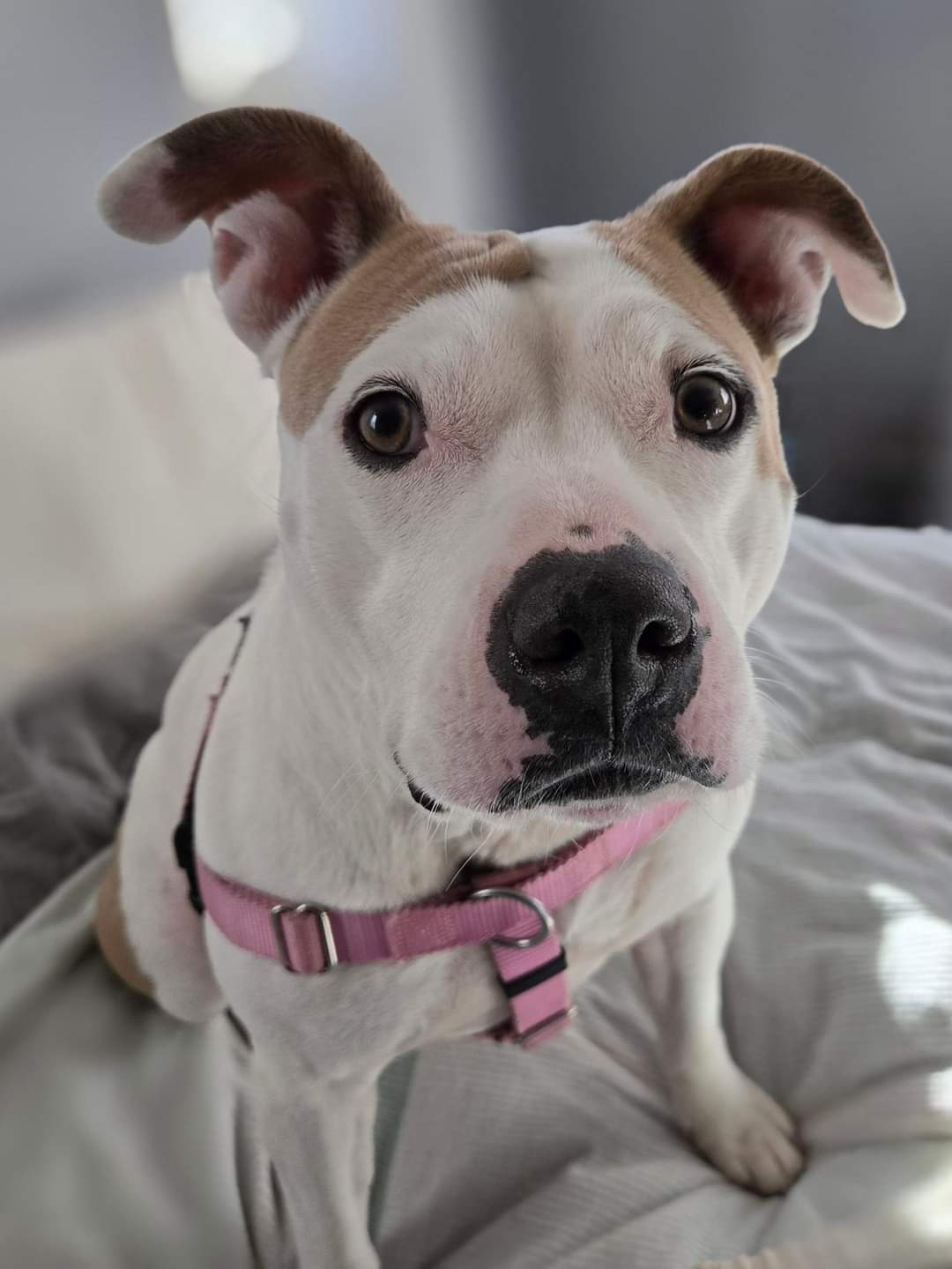 Carolina *SWEETEST GIRL*