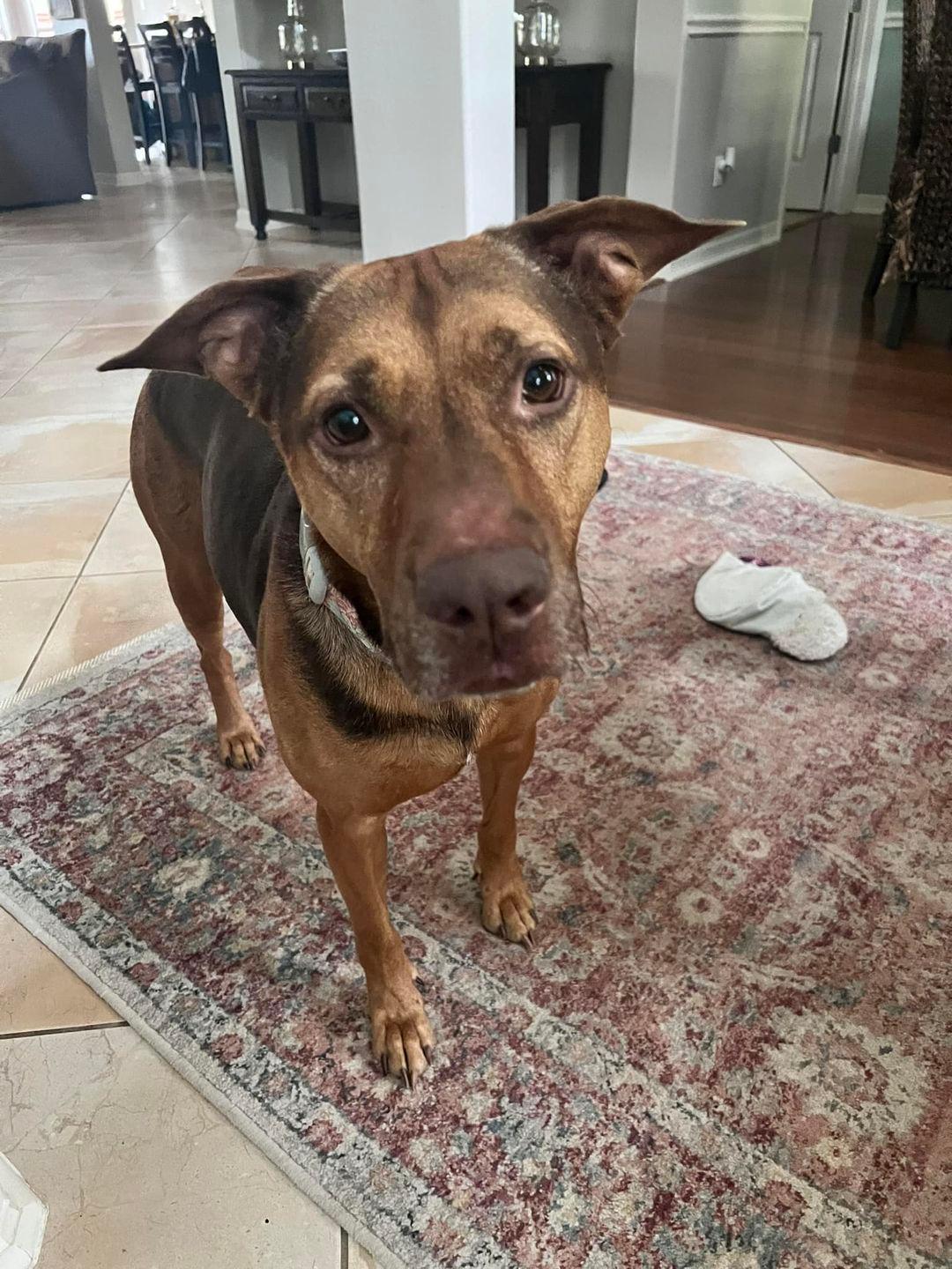Chunk up for Adoption