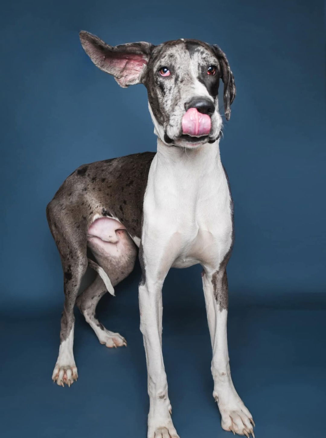 Split Foster Needed!