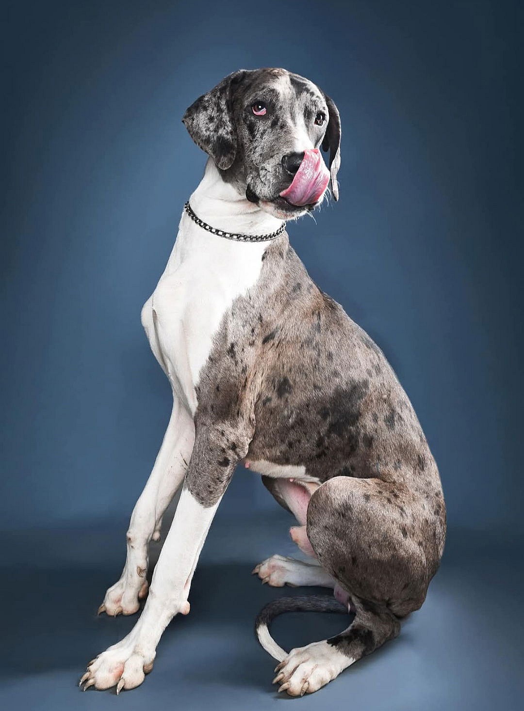 Split Foster Needed!