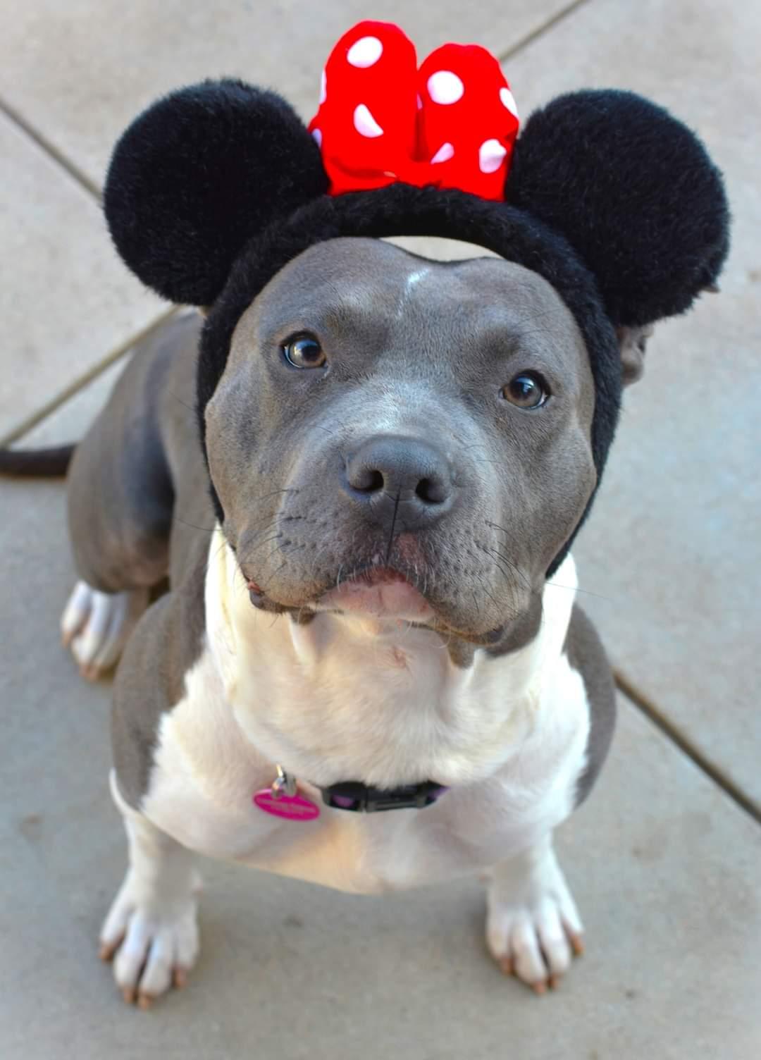 Gia up for Adoption