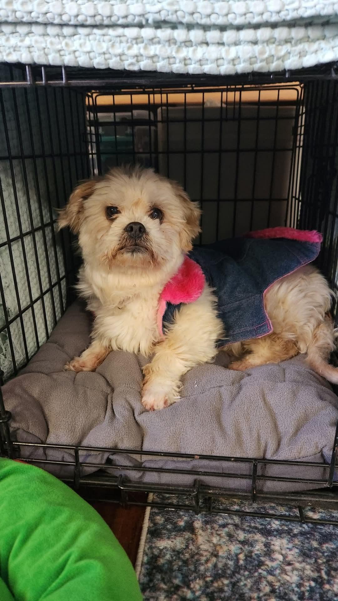 Betsy D6034 - ADOPTION BEING FINALIZED