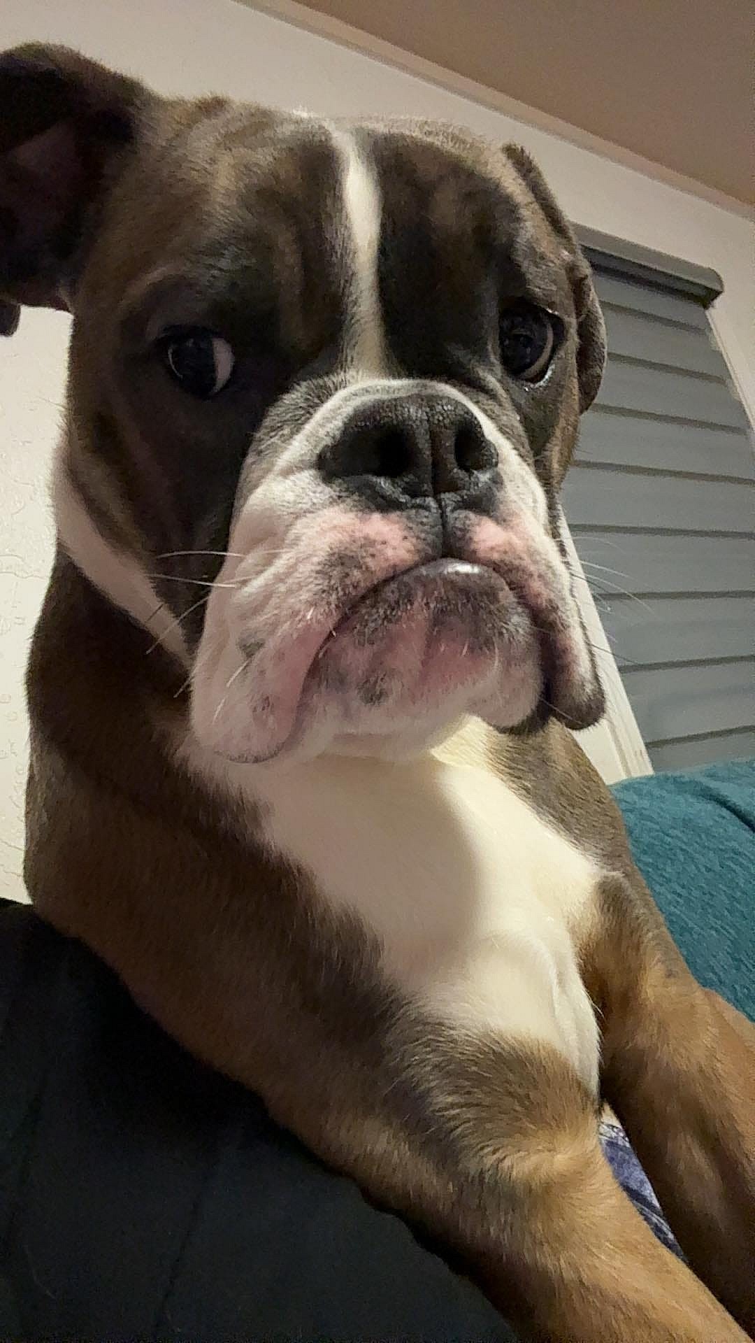 This Bulldog Was Given Up for His 'Disability' - Until Someone Realized His Superpower