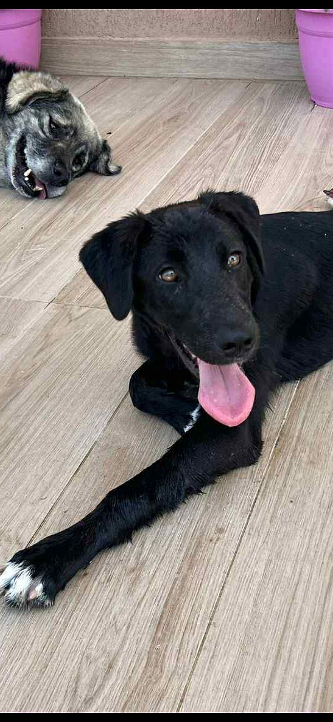 Mogli - Labrador Retriever