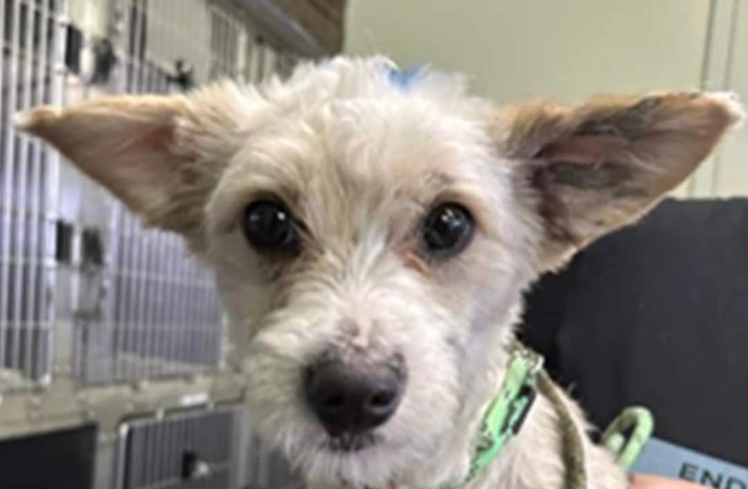Adopt Mikey!