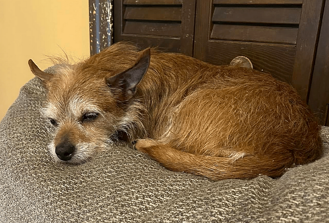 Cagney (must be adopted with Lacey) - Terrier