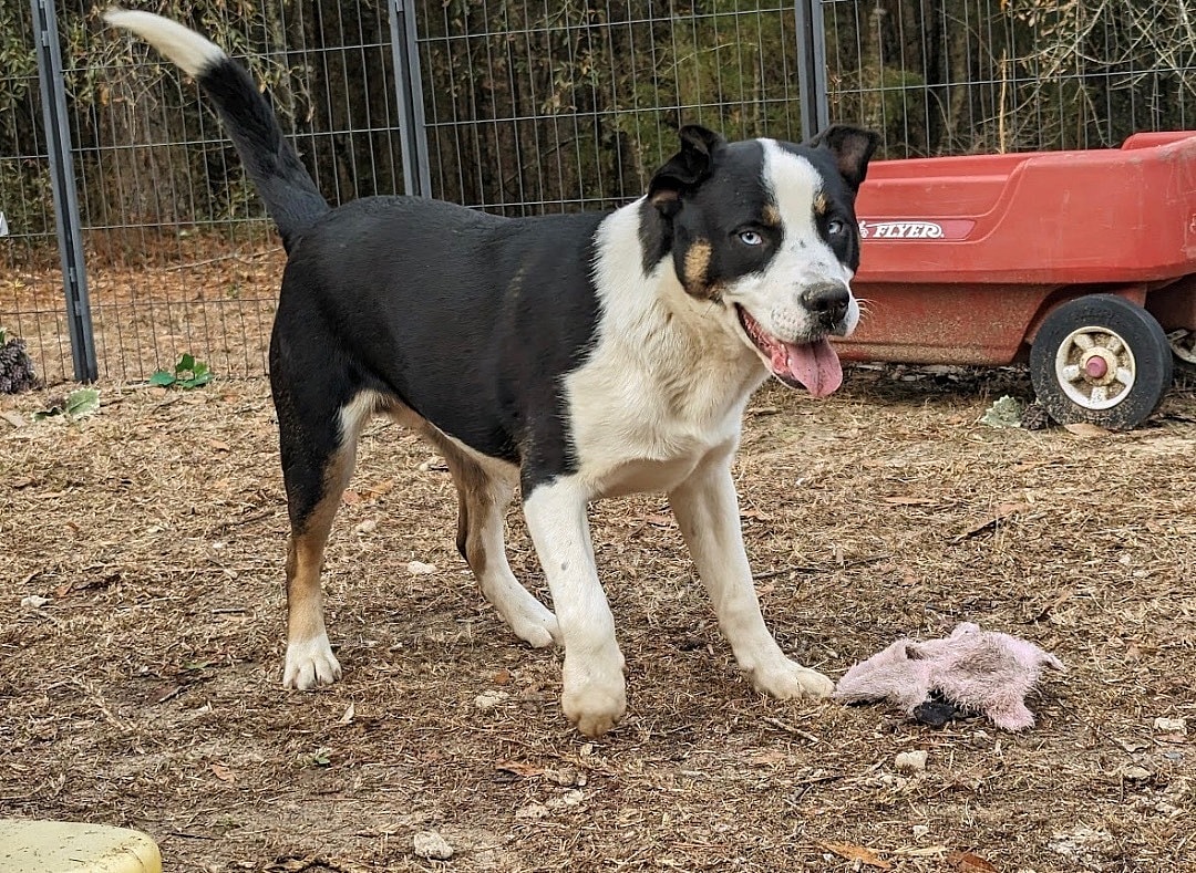 KENAI up for Adoption