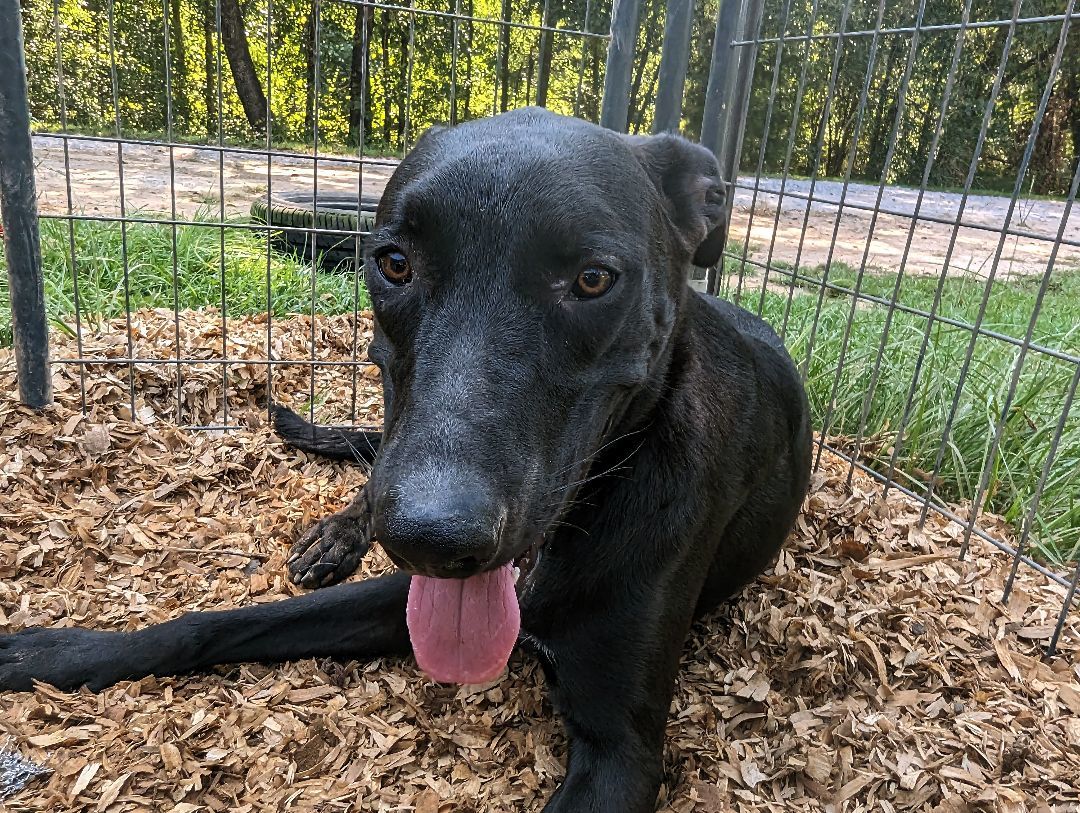 FLEETWOOD MICK up for Adoption