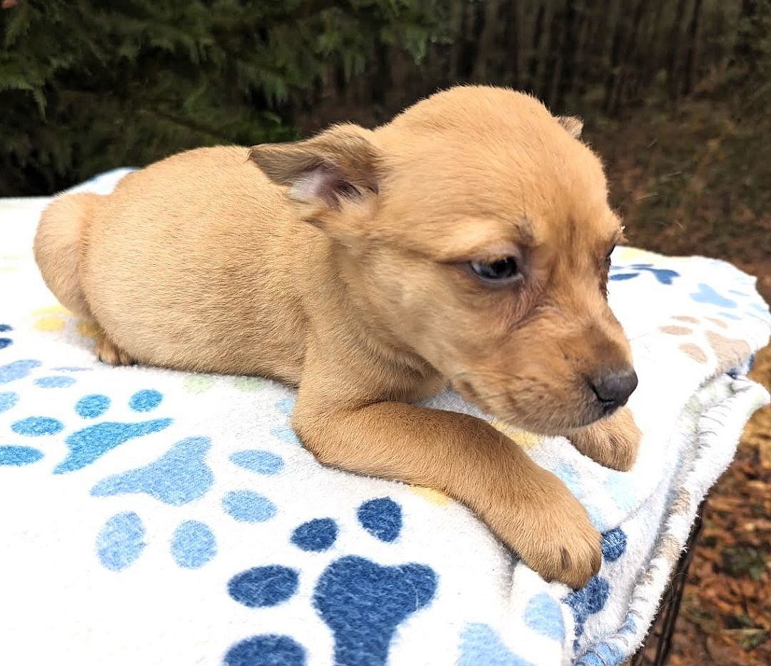 GRANGER up for Adoption