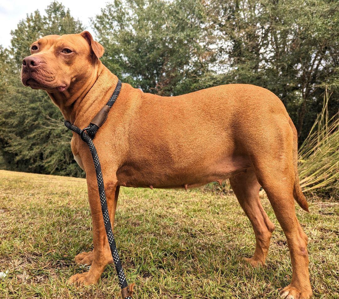 EVIE up for Adoption