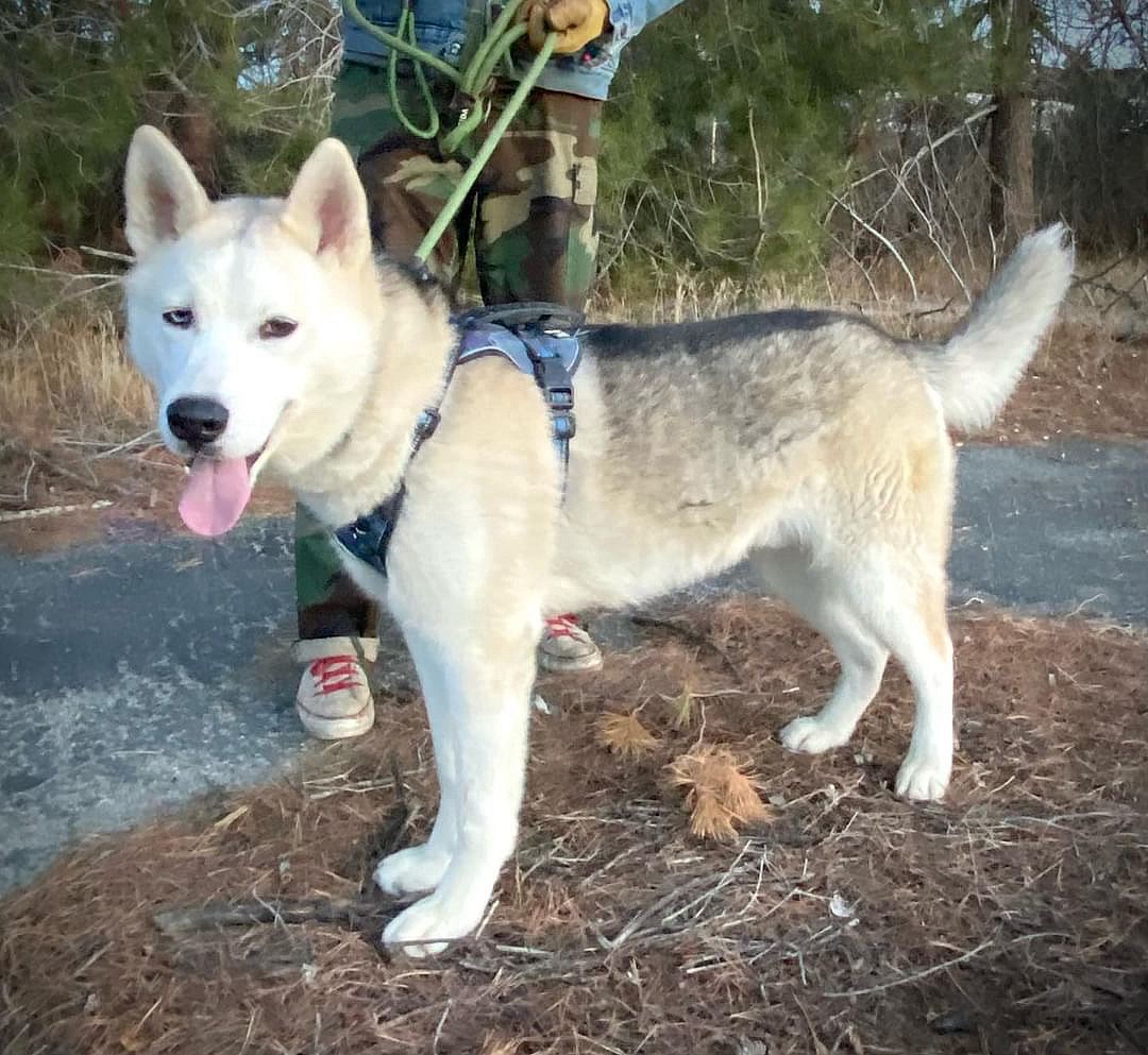 Luke up for Adoption