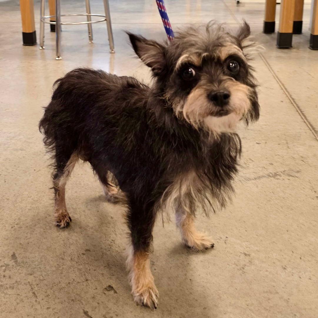 Mimi 2025 - Yorkshire Terrier Yorkie