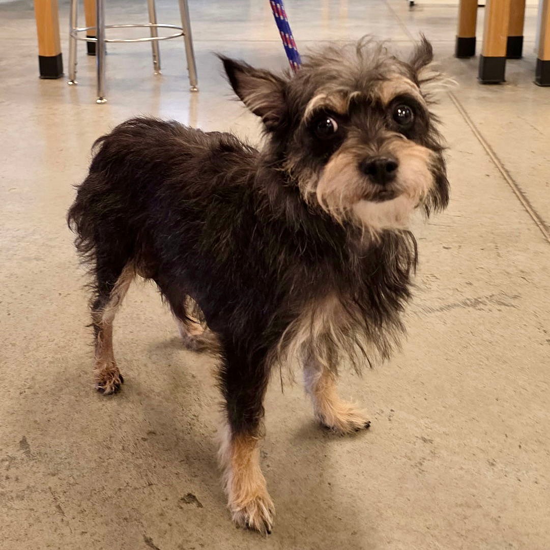 Mimi 2025 - Yorkshire Terrier Yorkie