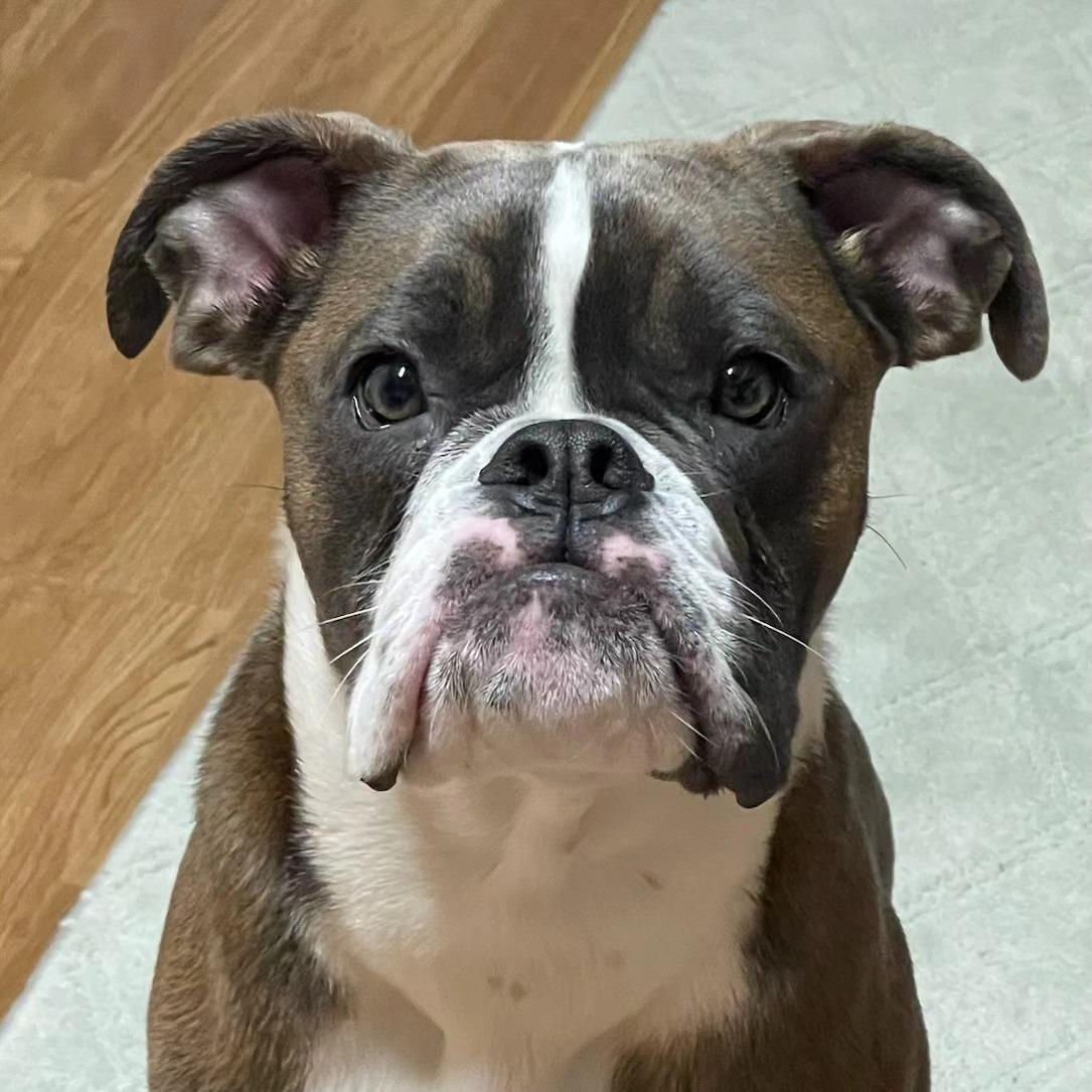 This Bulldog Was Given Up for His 'Disability' - Until Someone Realized His Superpower