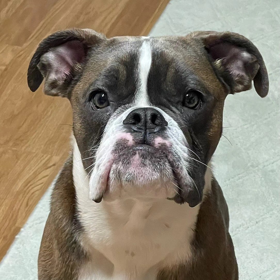 This Bulldog Was Given Up for His 'Disability' - Until Someone Realized His Superpower