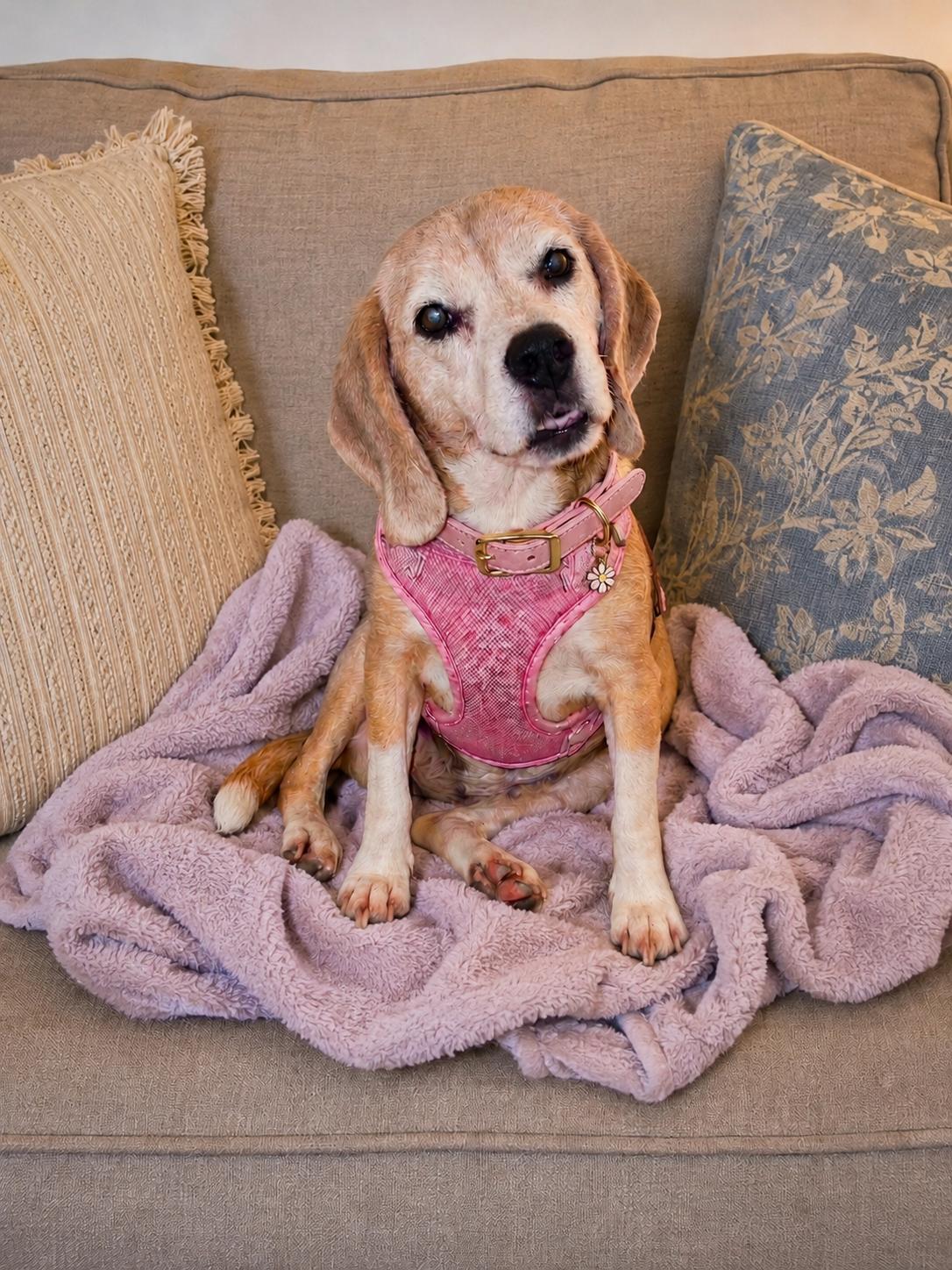 Bootsie - Beagle