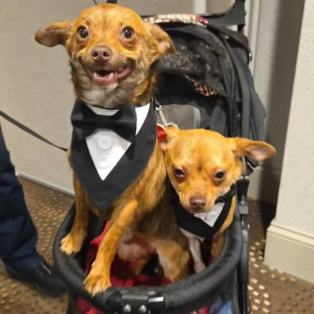 Taquito - Chihuahua