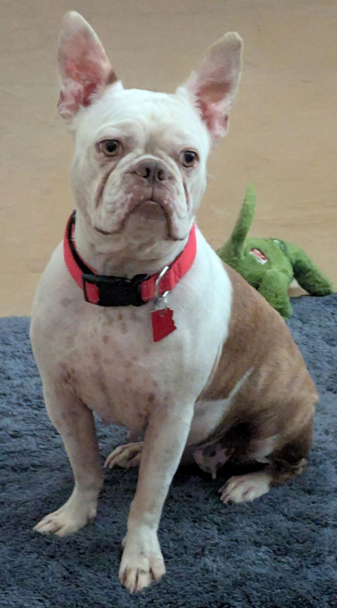 Jazzy - Boston Terrier