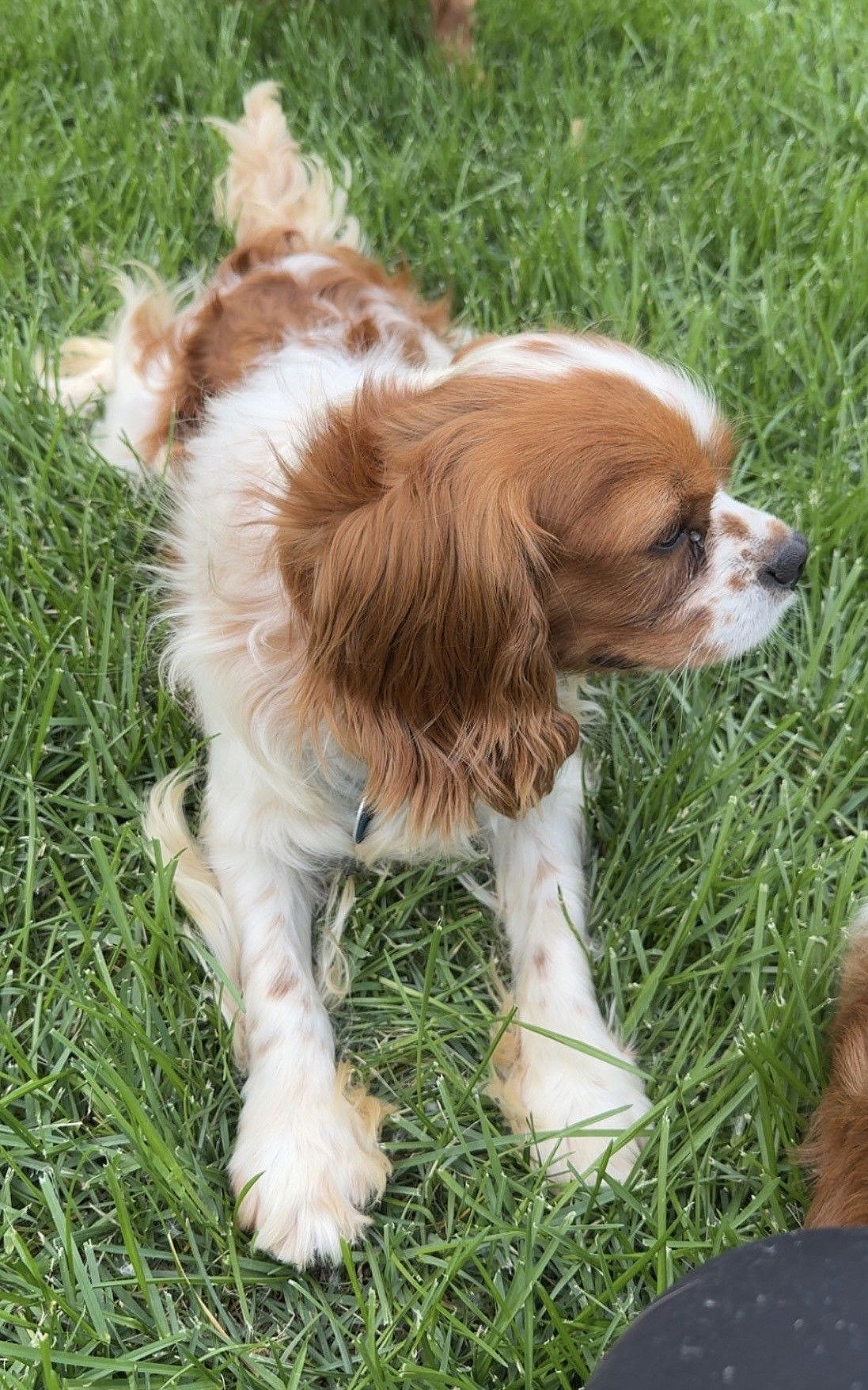 Gale - Cavalier King Charles Spaniel