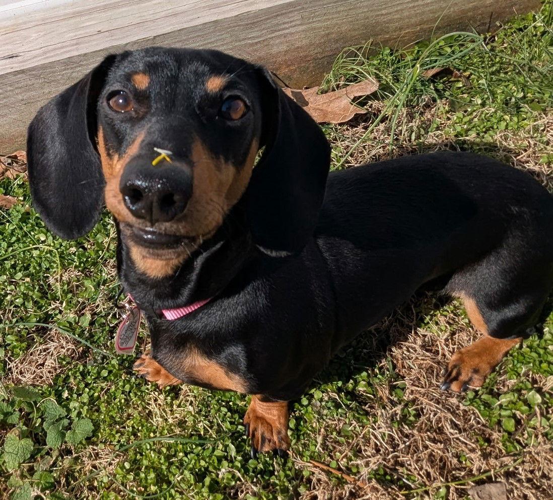 Boop aka Betty Boop in TN - Dachshund
