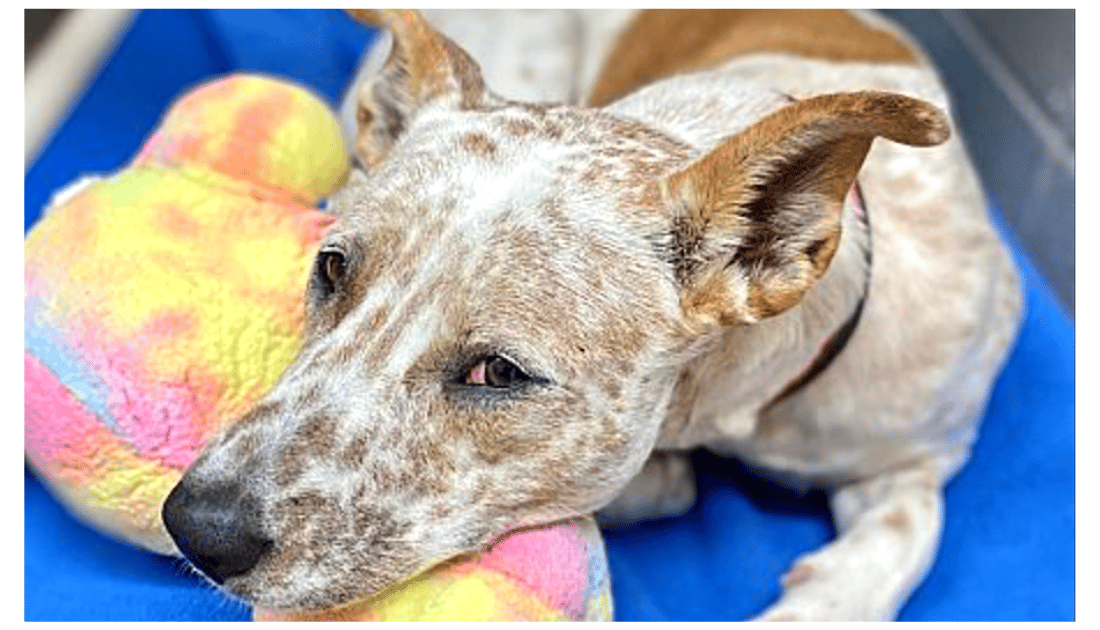 Gingerale