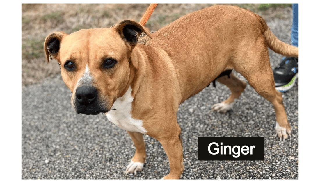 Ginger