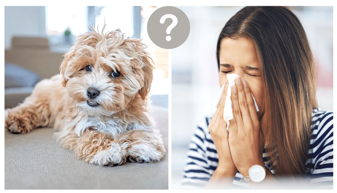Are Maltipoos Hypoallergenic?
